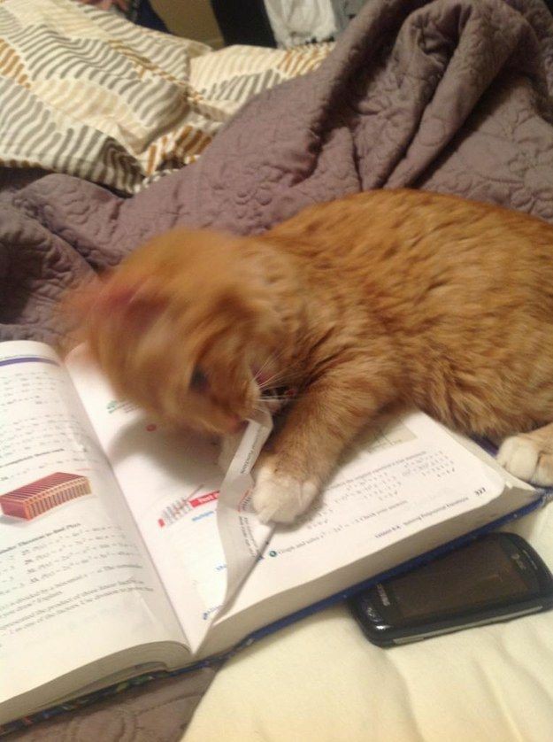 Sharolinguria's tweet photo. Sry sir my cat ate my homework https://t.co/OSVgNIUgIo