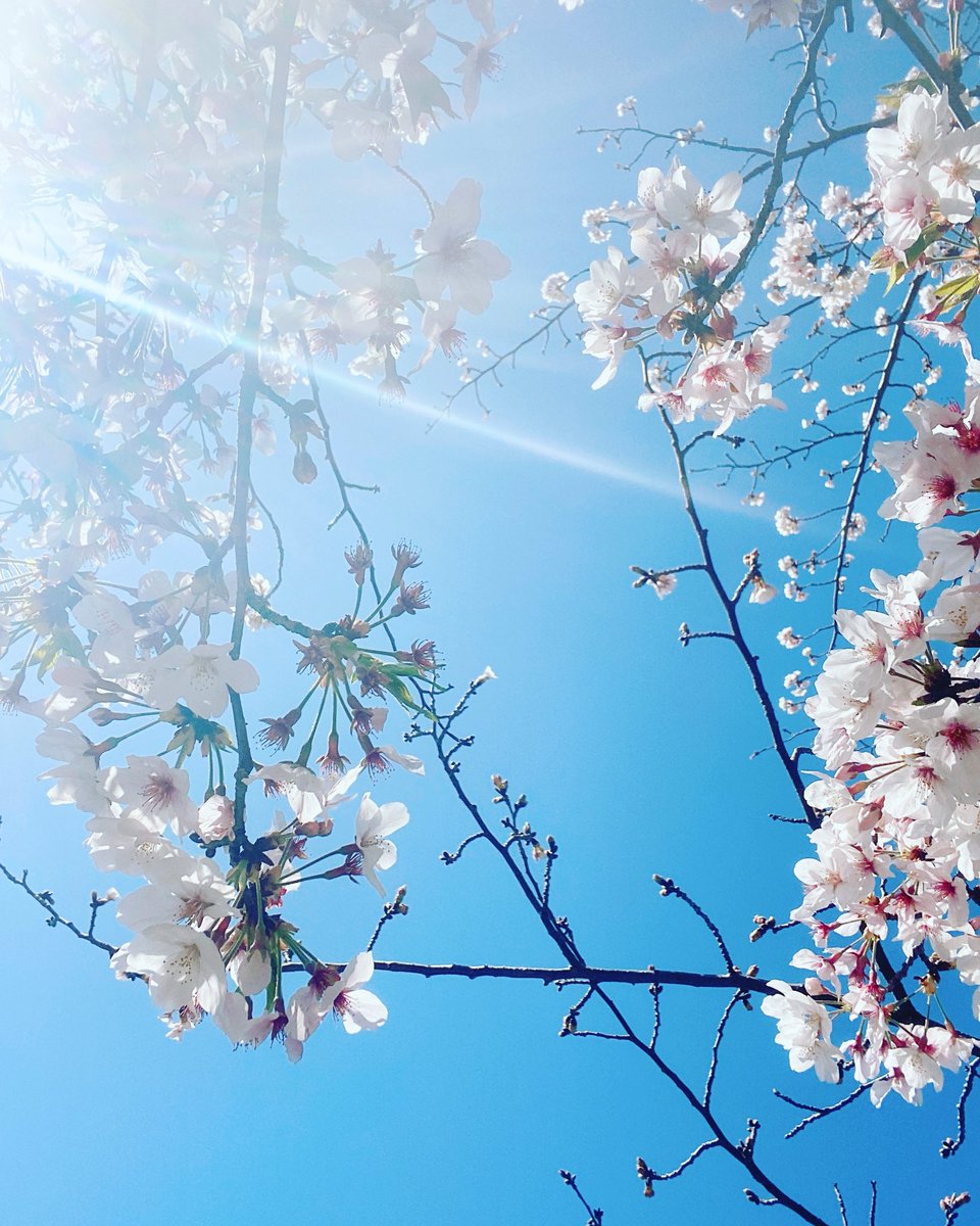 さくら様♥オーダー確認用です(*^^*)❁.*・゜ 空とさくら