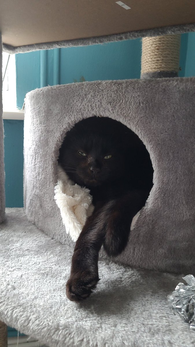 It's early. I've been awake for hours. The void is so huge, and I can't escape it. I notice that my physiology is betraying reason - I hurt and have constant sensations akin to anxiety.
My cat died and took with him a piece of me... I wish I was exaggerating, but I'm broken.