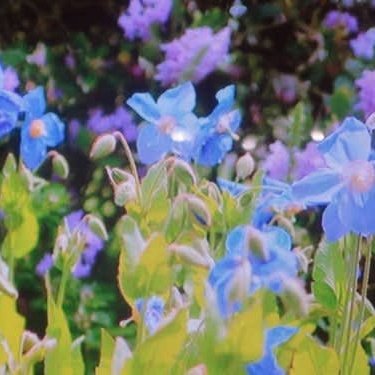 うつ病　障害児者 tweet media