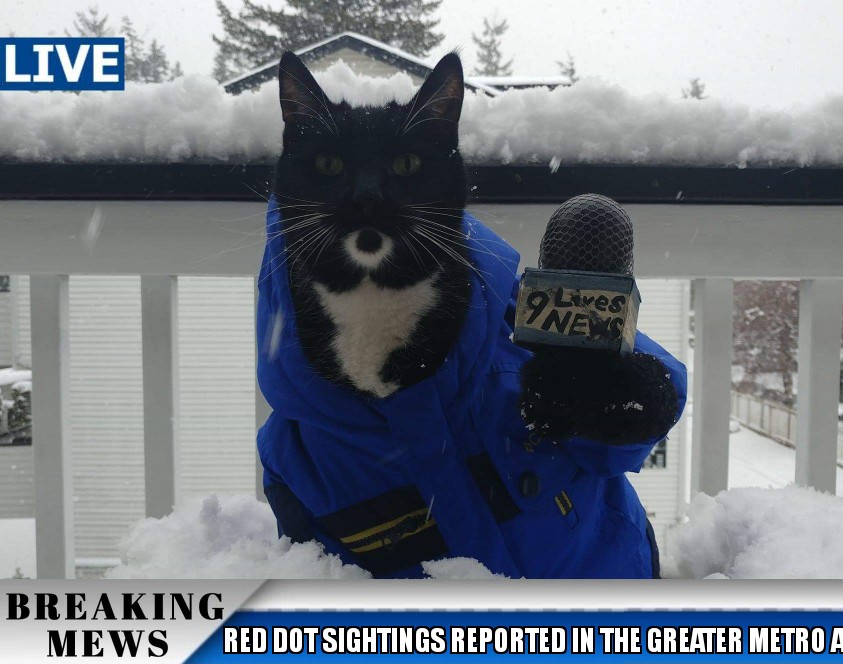 Cat_Cosplay's tweet image. Here's to all you #Seattle reporters that'll be getting up early to be deployed to the most cold live shots of the #SeattleSnow morning.