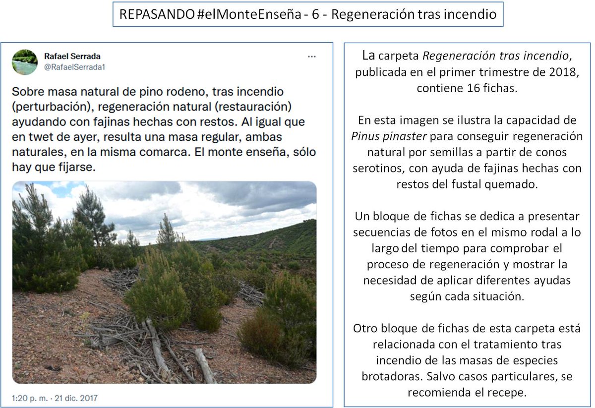 RafaelSerrada1's tweet photo. Un tema importante y actual (https://t.co/7noFHSIw3C) en las series de #elMonteEnseña. La idea básica es que no hay recetas universales tras incendio. A veces no hacer nada, otras actuar urgentemente para ayudar procesos, que en cada caso son diferentes: https://t.co/agtYufNyJT. https://t.co/0sTyKzi7dq