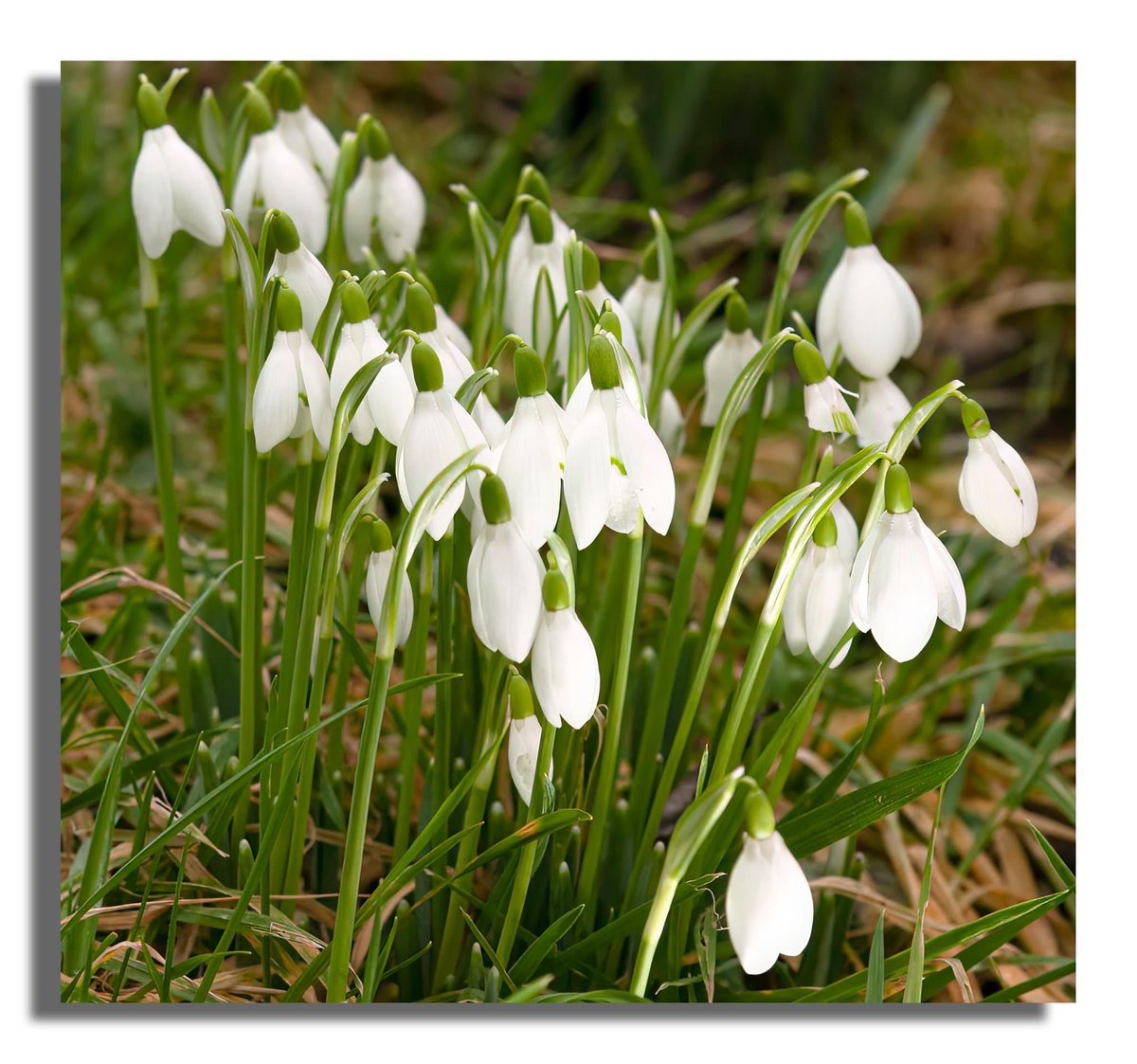 Buteographygirl tweet media