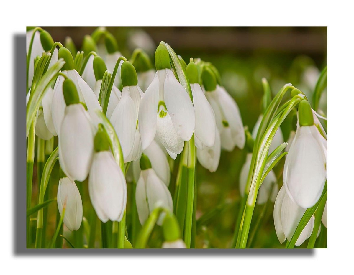 Buteographygirl tweet media