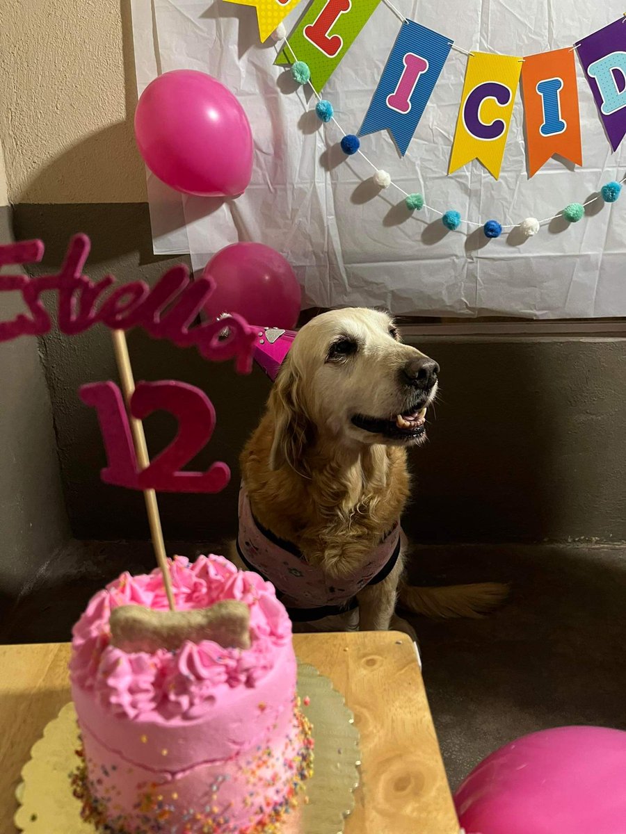 martty120's tweet photo. 🥰Estrella🥰 estuvo de fiesta el 26 de enero 2023 cumpliendo 12 años de vida, te queremos y cuidamos mucho Estrellita! 🎂🥒❤🥞🥜🥦🍳🌮🥖🌽 https://t.co/bkX477HAEQ
