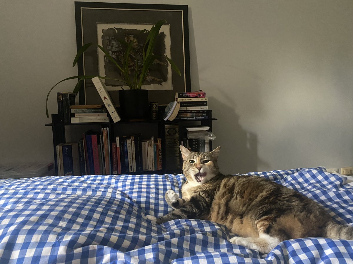 Happy Felintines day to those who celebrate. 
#FelintinesDay