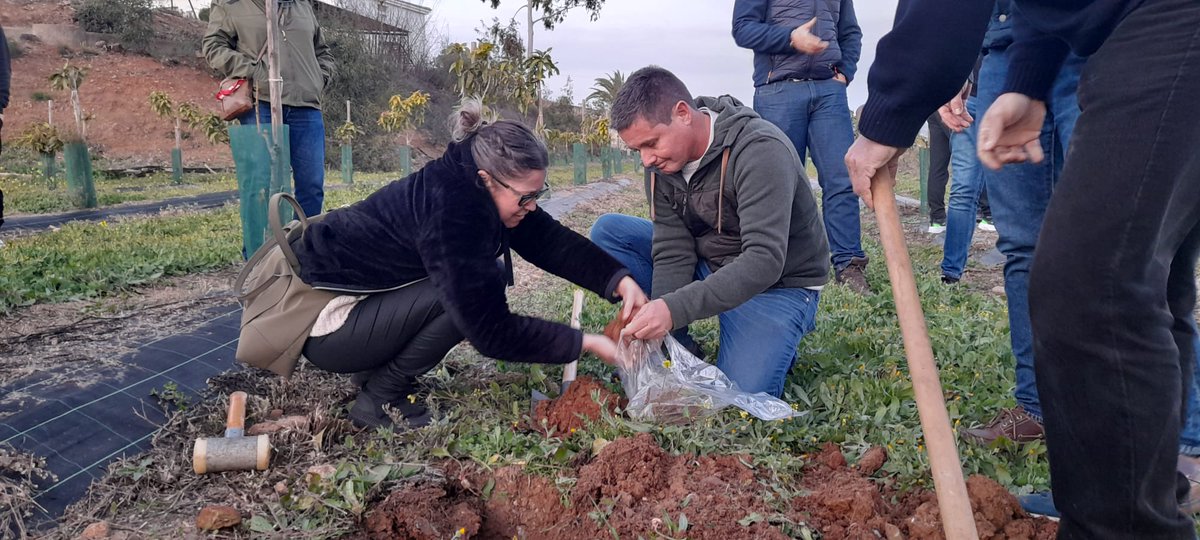 ISubtropicales's tweet photo. 🥭🥑 Primer día de la actividad formativa Manejo del Suelo y Fertilización, en el que hemos podido conocer, practicando, la importancia de las características del suelo para establecer una plantación o para el manejo posterior del cultivo.

#IFAPA #Formación #aguacate #mango https://t.co/FRoyKlpYJb