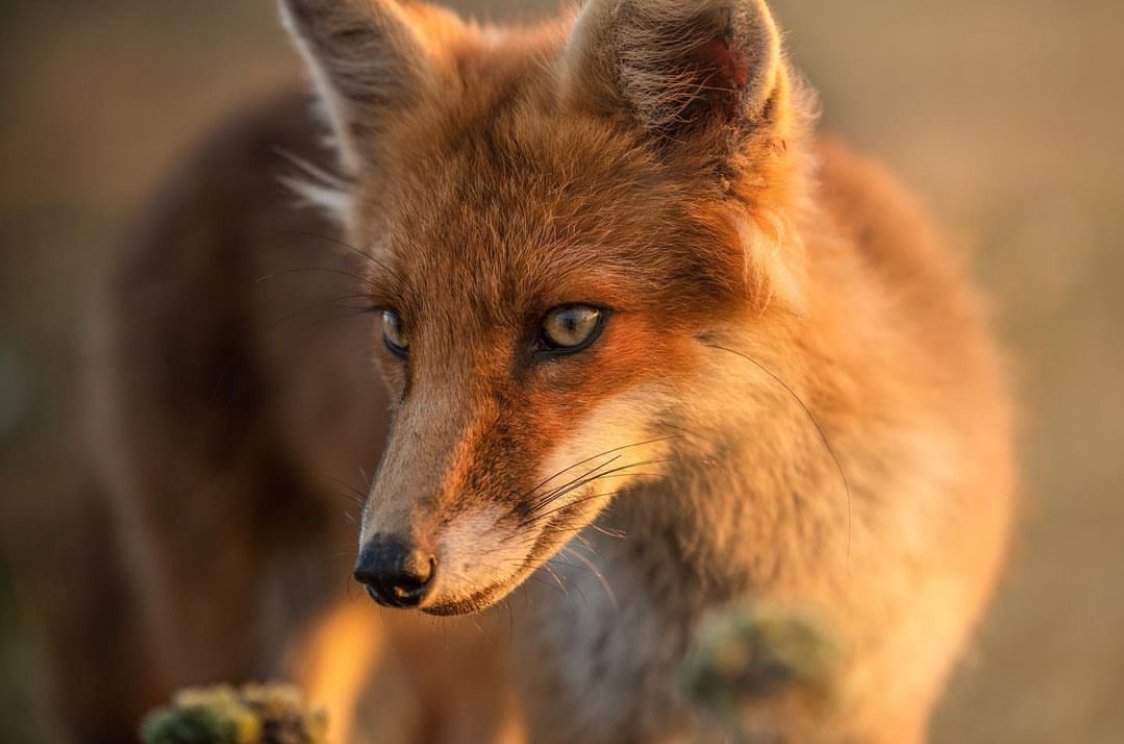 The colour of that coat in the sun , superb ! Thank you @donnajoyce_photography for today's #FoxOfTheDay