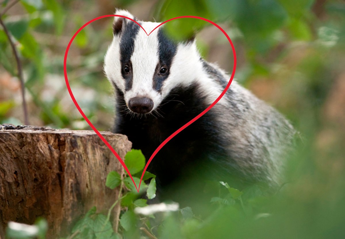 SavetheHellfire's tweet image. If you love this place then we ask @sdublincoco @coilltenews to leave no trace and listen to the over 27k that has said no to their planned €22m+ overscaled #VanityProject change.org/p/save-the-hel… 🦡🐿️🐸🦇🦌🦦❤️
#ValentinesDay #wildlife #capacity #Sustainability #traffic