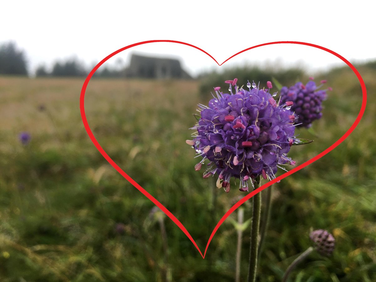 SavetheHellfire's tweet image. If you love this place then we ask @sdublincoco @coilltenews to leave no trace and listen to the over 27k that has said no to their planned €22m+ overscaled #VanityProject change.org/p/save-the-hel… 🦡🐿️🐸🦇🦌🦦❤️
#ValentinesDay #wildlife #capacity #Sustainability #traffic