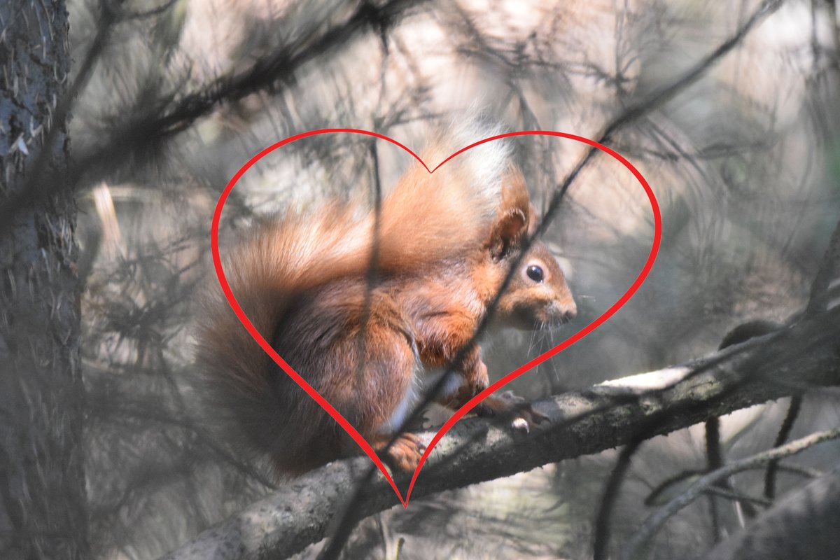 SavetheHellfire's tweet image. If you love this place then we ask @sdublincoco @coilltenews to leave no trace and listen to the over 27k that has said no to their planned €22m+ overscaled #VanityProject change.org/p/save-the-hel… 🦡🐿️🐸🦇🦌🦦❤️
#ValentinesDay #wildlife #capacity #Sustainability #traffic