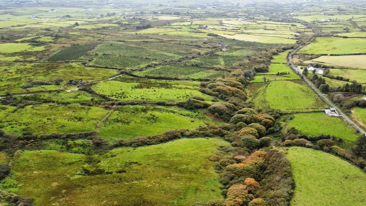 rayofoghlu's tweet photo. The new Native Tree Area Scheme will pay farmers €20k for a hectare of native woodland over ten years.

Allowing new natural regeneration on sites adjoining old woodlands to be eligible for the scheme would be a really positive move. https://t.co/kkPq5MhzmC