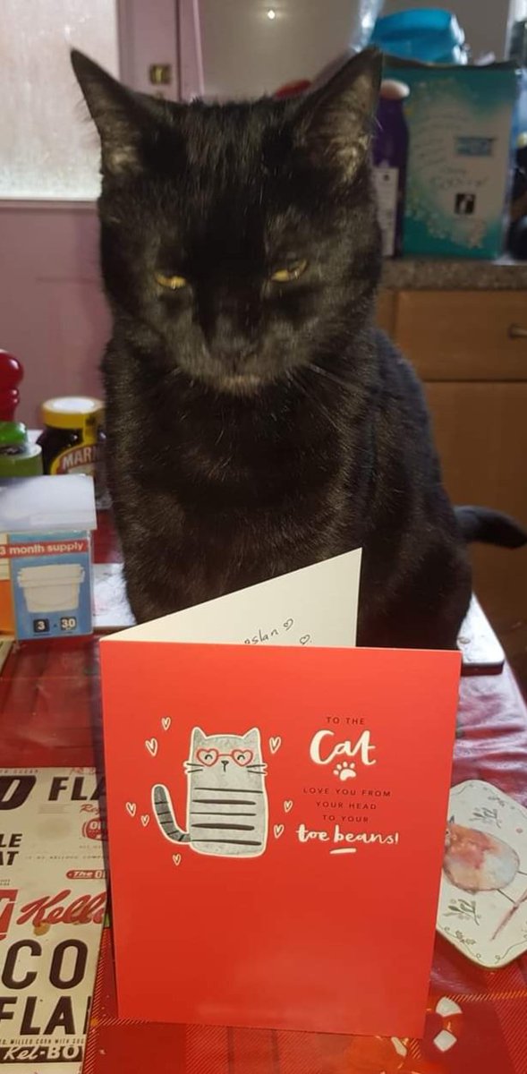 We gave the cats a valentines card.

We have no idea why we think Pyewacket wasn't impressed.
None. At. All.