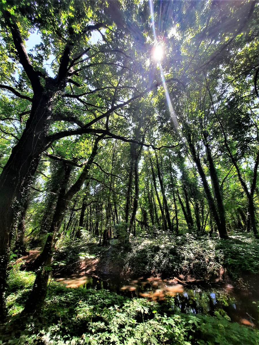 According to a study by ETH Zurich, trees can counteract climate change more effectively than previously thought. There would still be room for a third of the current forest area on earth. This would also not affect cities or agricultural areas, the researchers wrote in 'Science'