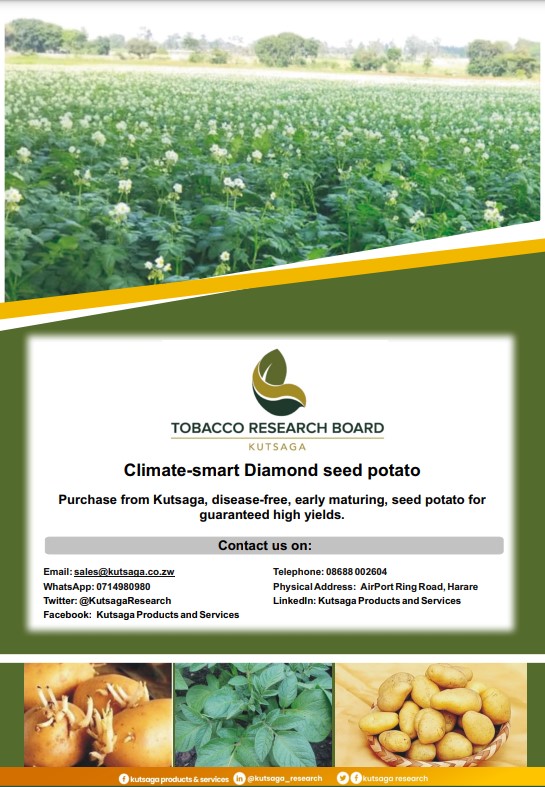 The best time to work in the fields is now for potato growers. <a href="/SweetGrowers/">Zimbabwe Sweet Potato Growers Association</a> <a href="/basera_john/">John Basera</a> <a href="/arda_zim/">Agricultural and Rural Development Authority</a> <a href="/TinotendaMhiko/">Tinotenda Mhiko</a> <a href="/SeedCoZimbabwe/">SeedCo</a> <a href="/WendyMadzura/">Wendy Matashu Madzura</a> <a href="/agribusiness110/">agribusiness1</a> <a href="/zimagricsociety/">Zimbabwe Agricultural Society</a> <a href="/Africanwomeni10/">African Women in Agriculture Network- (AWiAN)</a> <a href="/MoLAFWRD_Zim/">MinofLands,Agric,Fisheries,Water&Rural Development</a> <a href="/ZAGPInfo/">Zimbabwe Agricultural Growth Programme</a> <a href="/AgritexS/">ARDAS (AGRITEX)</a> <a href="/zfu_official/">ZFU_Official</a> <a href="/ZFyfcz/">Zimbabwe Young Farmers (FYFCZ)</a> <a href="/AMAofficial_zim/">Agricultural Marketing Authority</a>
#farmers