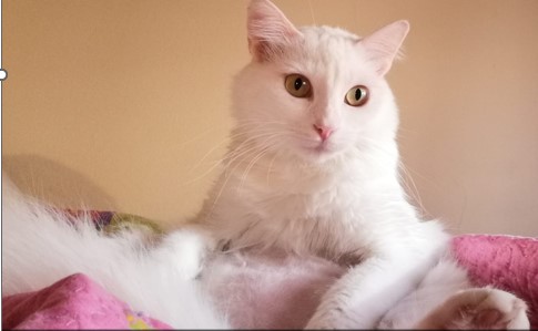 FAADAorg's tweet photo. 🔴🐈Neu, una gatita blanca con ojos amarillos, se perdió de madrugada el 8/02/23 por el barrio de Sant Andreu (Cinca con Palomar), #Barcelona. Lleva chip.
🥫Es muy miedosa, pero puede que se acerque con comida.
Cualquier info. contactar con Silvia 📞677 690 944 ¡Comparte!🙏 https://t.co/o3iu5kXsQG