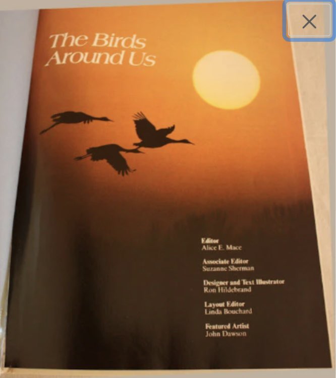 emmasattic98's tweet image. Vintage "The Birds Around Us" Hardback Book by EmmasAtticTreasures etsy.me/3RYThWL via @Etsy #ReferenceBook #Hardback #Nature #TheBirdsAroundUs #Gift