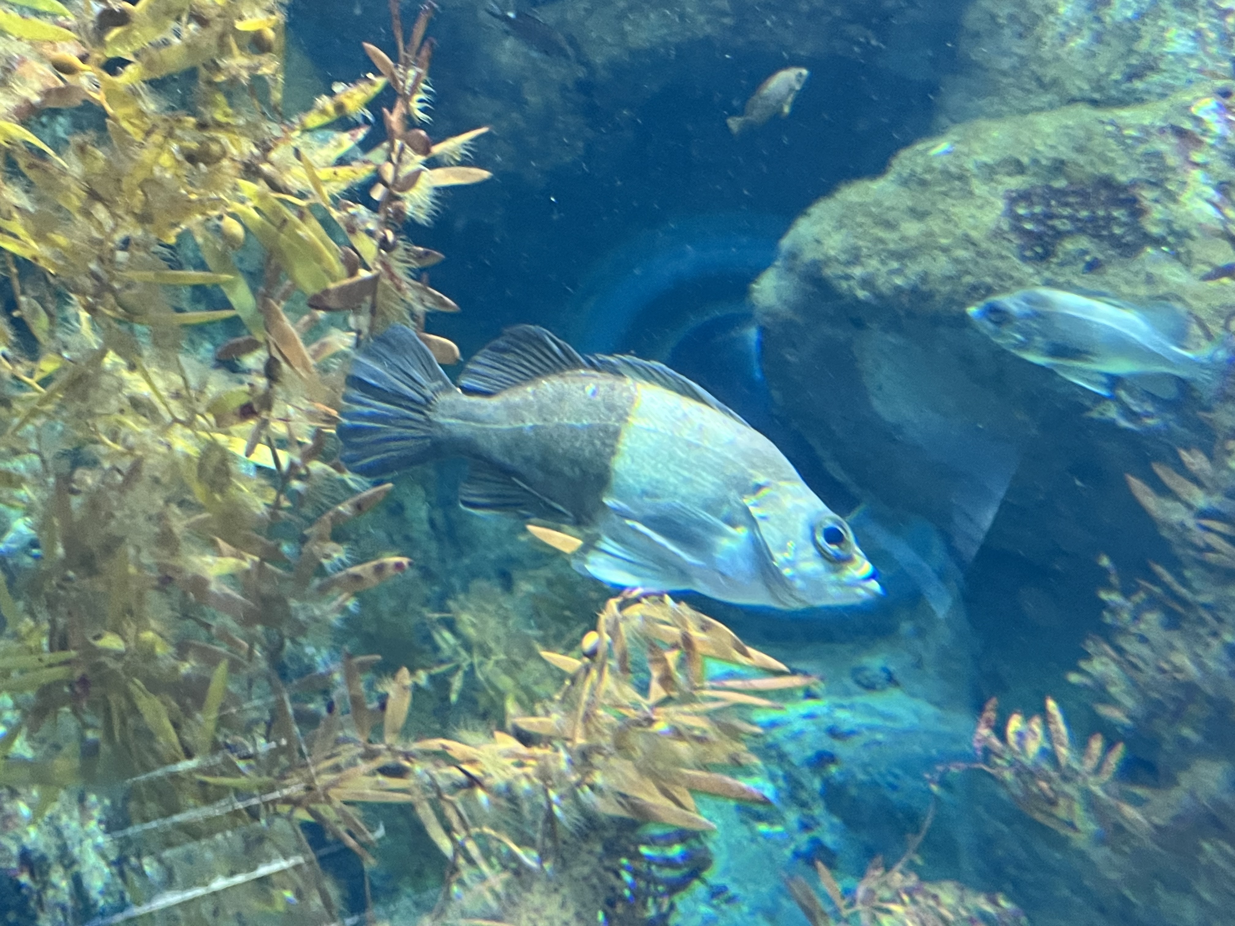 水族館4☆新潟☆マリンピア日本海9☆ラッコ☆記念メダル☆茶平工業