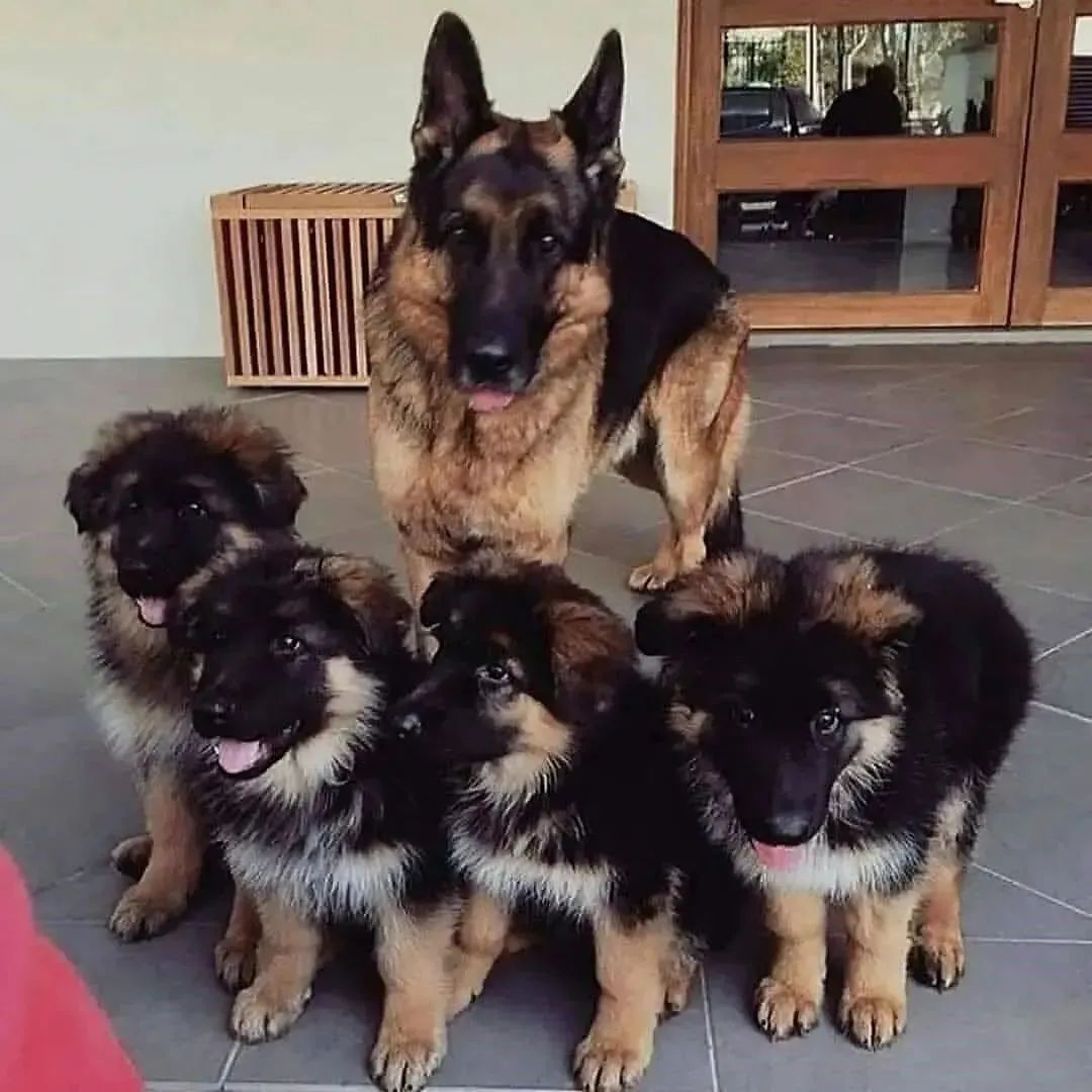 Happy #gsd Family 🥰

#GermanShepherd #germanshepherdpuppies #dogsarefamily