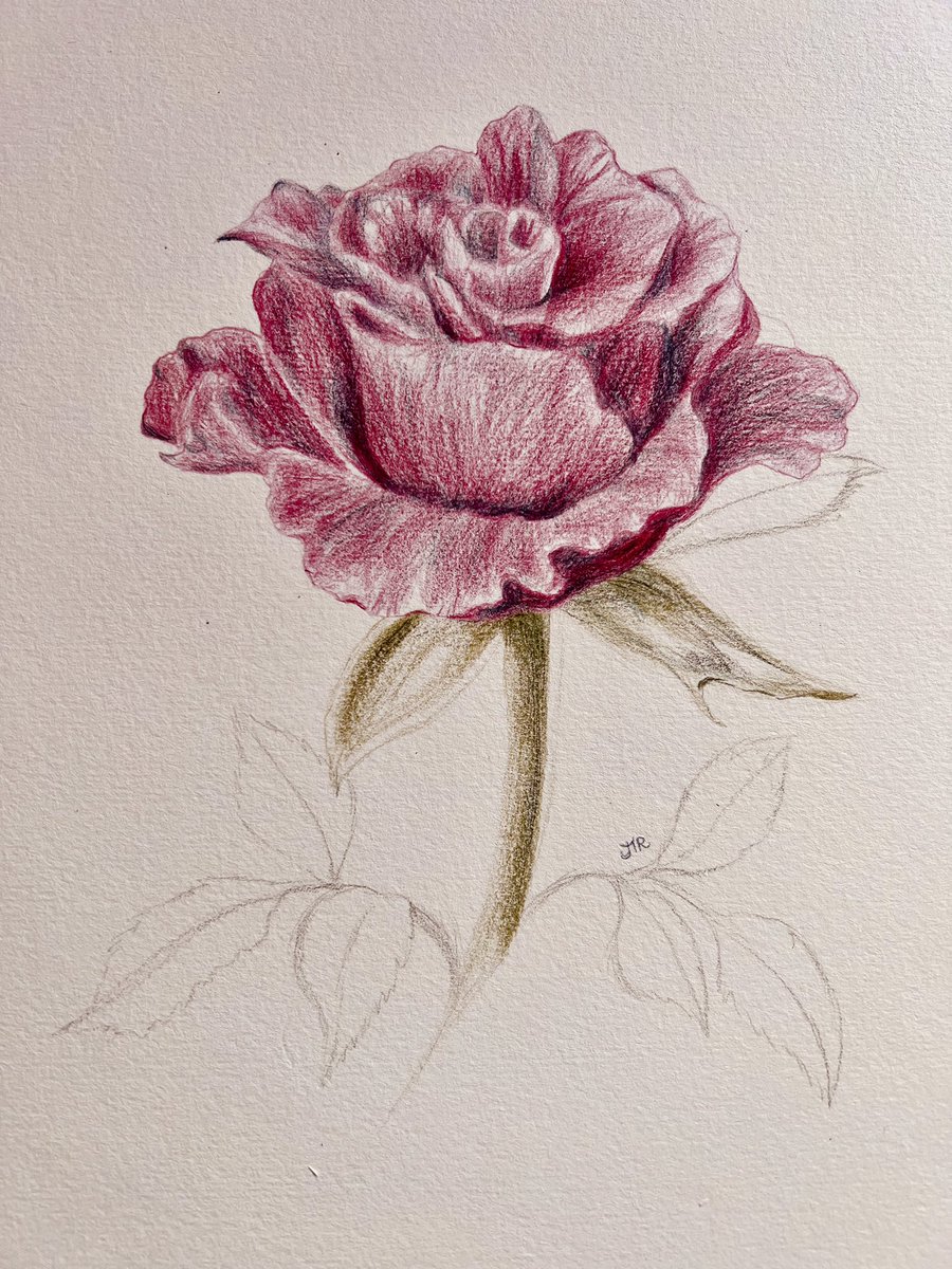 “A rose by any other name would smell as sweet” 🌹#RoseDay #colouredpencil #ValentinesDay