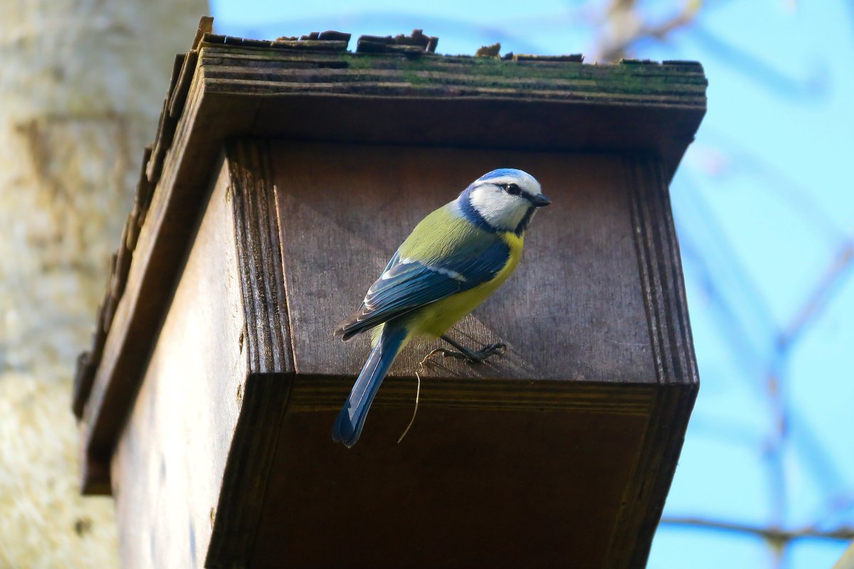 🕊️🏡This week is #NationalNestBoxWeek and we'd love to see you taking part! #NNBW is all about making a positive impact on bird conservation in your own back garden, plus you get the pleasure of watching any birds that you attract to your nestbox and their new brood!
1/2