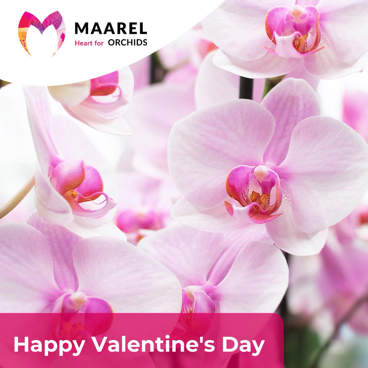 V A L E N T I N E | Let’s celebrate the love, Love is the beauty of the soul ♥️Happy Valentine’s Day Everybody! #ValentineDay #ValentinesDay2023 #Valentijn #valentinegift #valentineorchids #Valentijnsdag