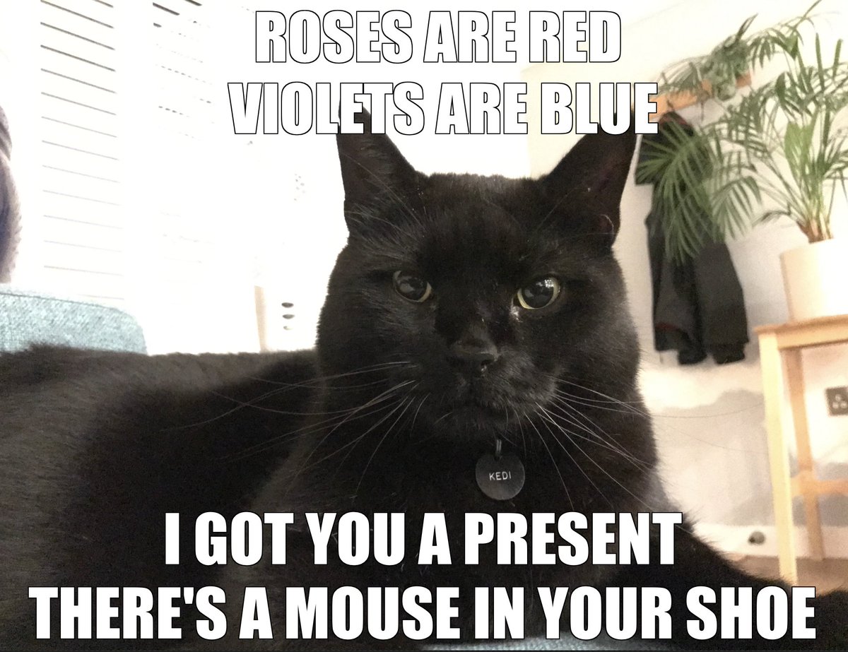 Happy Valentines Day from Kedi 
#ValentinesDay #kedi #cat #blackcat #blackcats #blackcatsoftwitter #cats #CatsOfTwitter #brightoncats #Caturday #adoptdontshop #panfursquad  #Brighton #NorthLaine