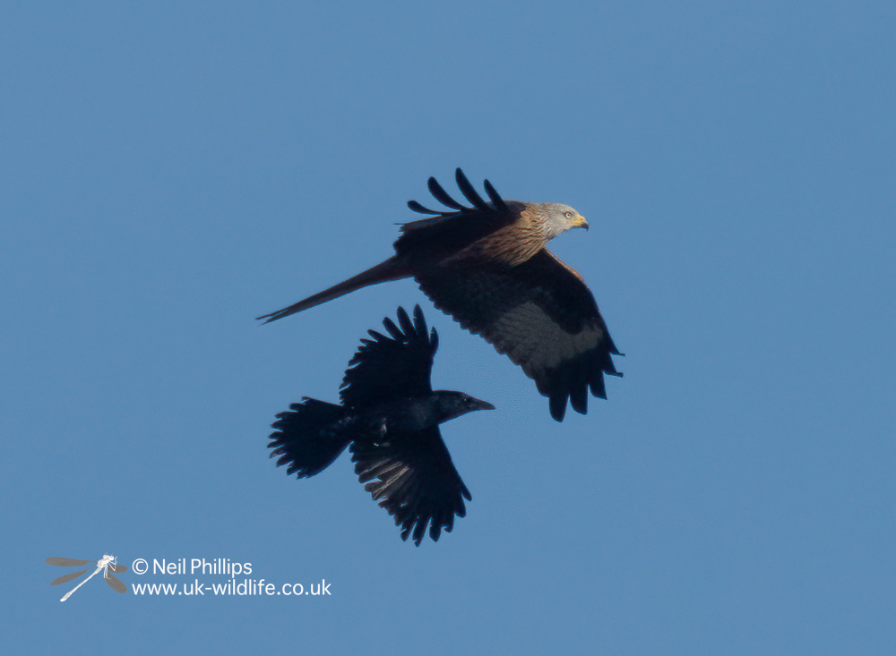 Last Wednesday was our Home Education Session, where we looked at birds and made bird feeders.

The highlight of our bird walk was the pair of Red Kites, now a regular sight over the reserve, but this crow was not as happy as us to see them, and tried to to chase them away!