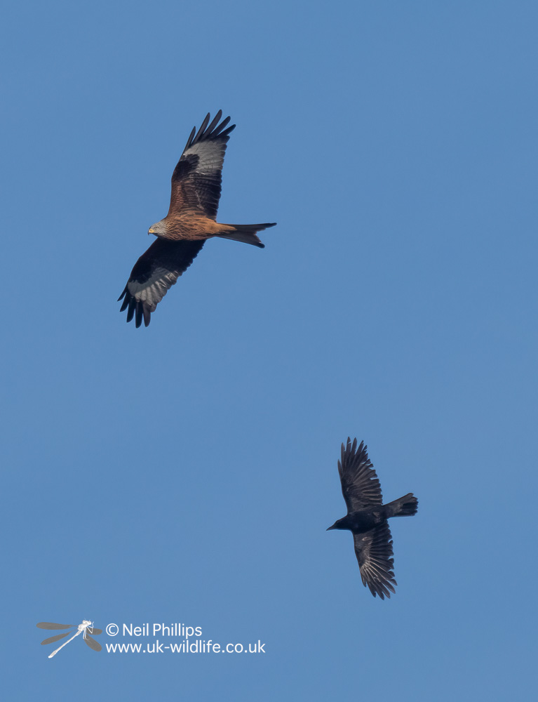 DawsHallNature's tweet photo. Last Wednesday was our Home Education Session, where we looked at birds and made bird feeders.

The highlight of our bird walk was the pair of Red Kites, now a regular sight over the reserve, but this crow was not as happy as us to see them, and tried to to chase them away! https://t.co/6QoPZNUuYQ