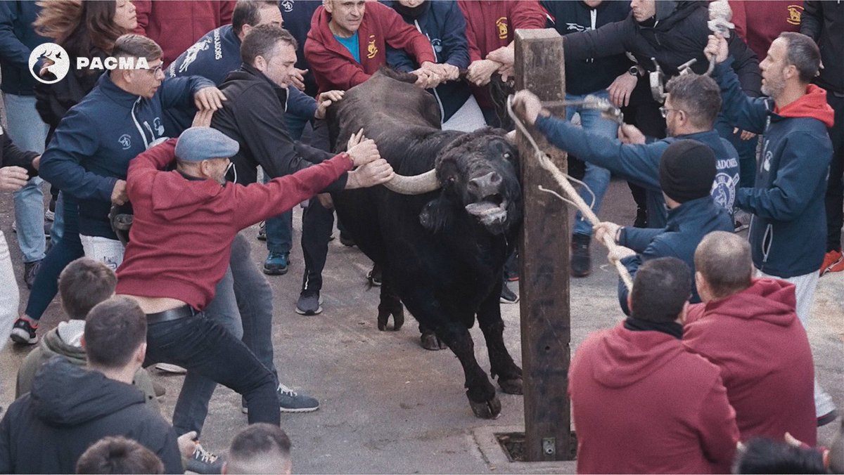 PartidoPACMA's tweet photo. La crueldad del festejo de toros embolados que hemos documentado en Castellón pone los pelos de punta. Las miradas de terror, los alaridos de pánico, los intentos de huida de los animales...

@PSOE, @PODEMOS, ¡tened la valentía de afrontar de una vez el fin de la tauromaquia! https://t.co/cGx2kujPU4