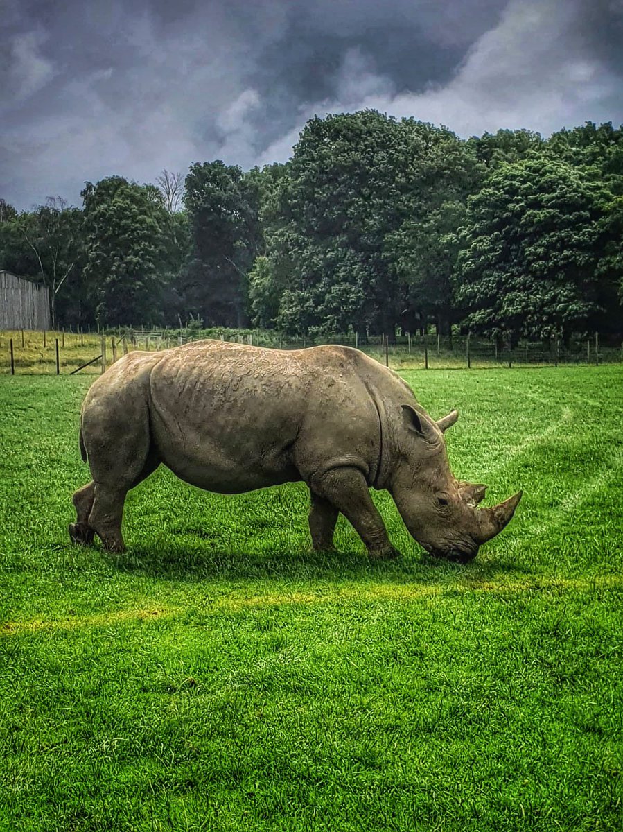 #chesterzoo #visitchesterzoo #daysoutwithkids #elephantphotography #rhino #rhinophotography