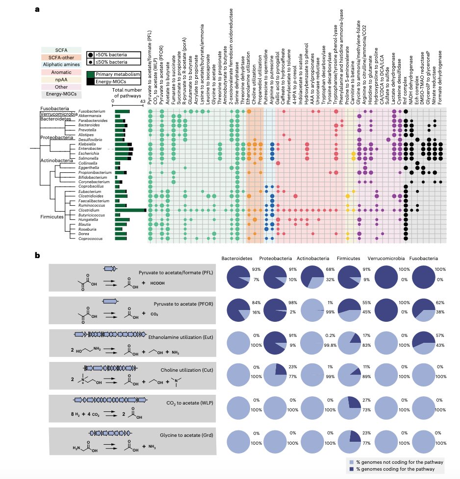 Victoria Pascal (@victoriapascal_) on Twitter photo After a lot of work, it's finally out: rdcu.be/c5xgq 🥳. Profiling the gut microbiome with gutSMASH shows mechanistic differences at the taxa level among other findings. Great team effort: <a href="/marnixmedema/">Marnix Medema</a> , <a href="/jingyuan_fu/">Jingyuan Fu</a>, <a href="/mfgrp/">Michael Fischbach</a> , <a href="/LianminChen/">Lianmin Chen</a>, <a href="/HannahAugustijn/">Hannah Augustijn</a> 👏 After a lot of work, it's finally out: rdcu.be/c5xgq 🥳. Profiling the gut microbiome with gutSMASH shows mechanistic differences at the taxa level among other findings. Great team effort: <a href="/marnixmedema/">Marnix Medema</a> , <a href="/jingyuan_fu/">Jingyuan Fu</a>, <a href="/mfgrp/">Michael Fischbach</a> , <a href="/LianminChen/">Lianmin Chen</a>, <a href="/HannahAugustijn/">Hannah Augustijn</a> 👏