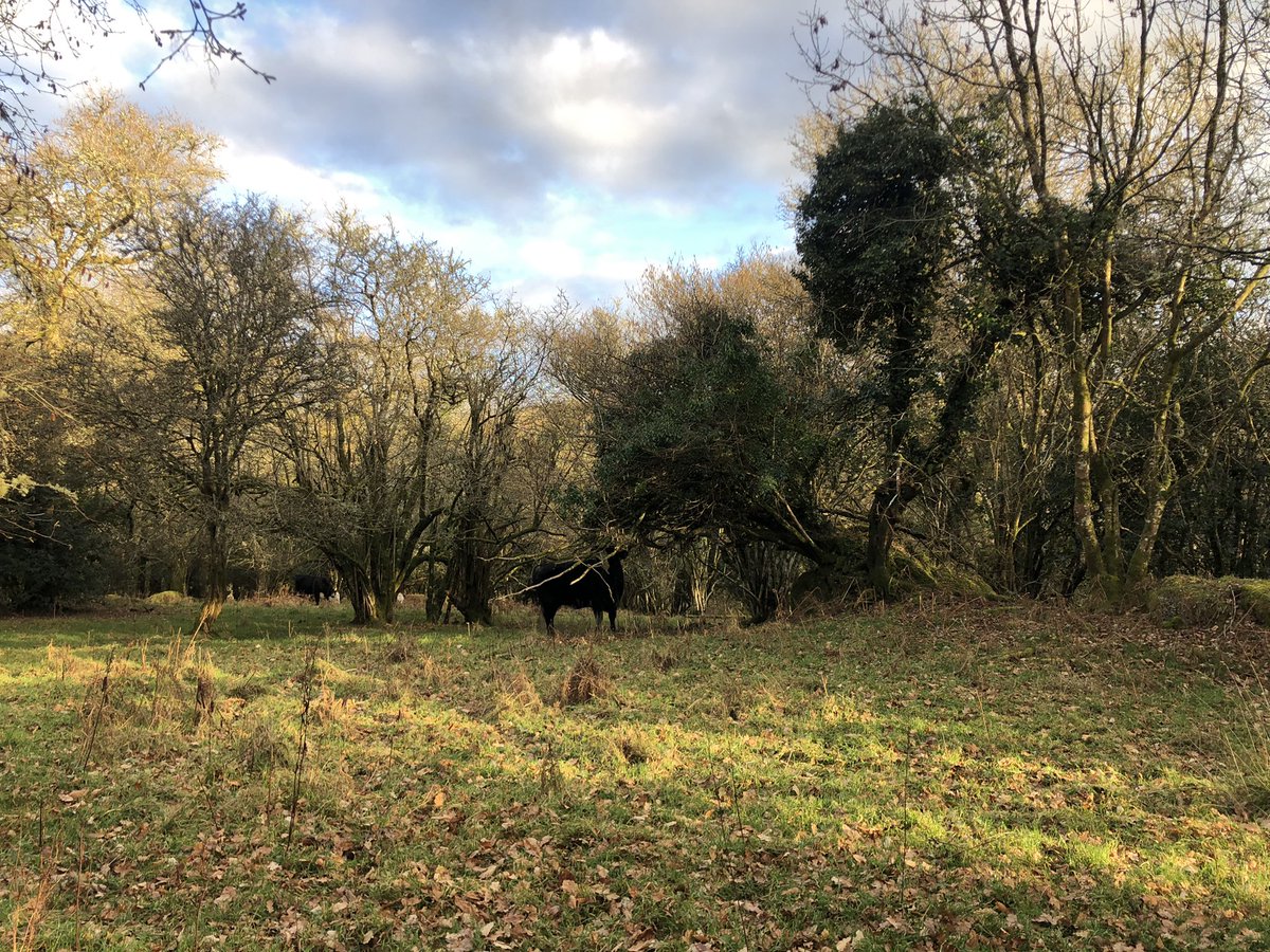 cat_frampton's tweet photo. Just to add into the tread…
The only real issue we have is finding the #cows now they are properly exploring the #woods!
#cowsintrees @NFFNUK @PastureForLife #niceproblemtohave https://t.co/v7XhDXjIWX