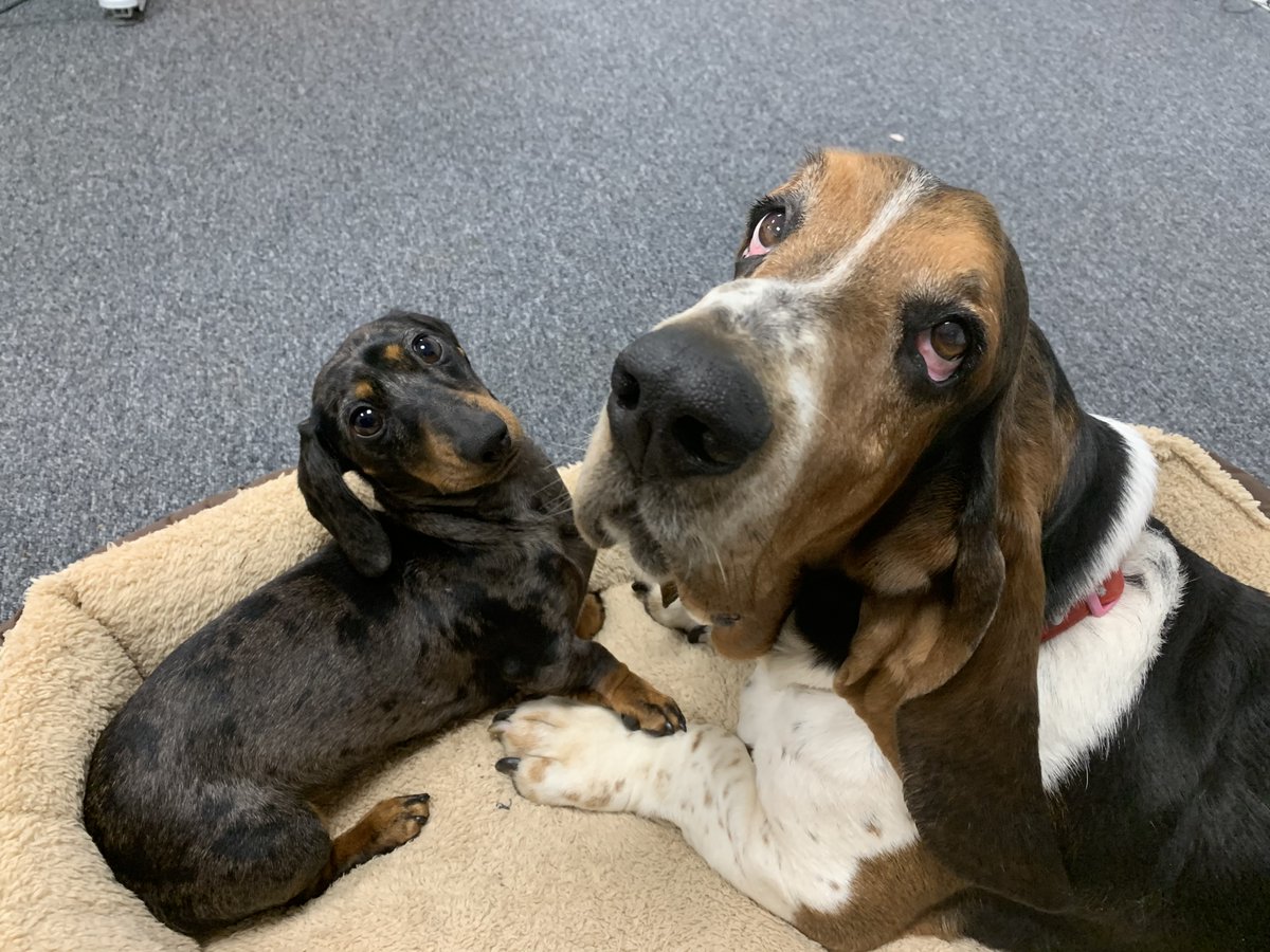 mediastreet's tweet photo. Happy Valentine’s Day from Media Street! ❤️️

If there’s anyone who knows a thing or two about true love, it’s our lovely office companions: the inseparable Lyra and Winston 🥰️ Take notes everyone! 

No matter how you are spending this Valentine’s Day, we hope you enjoy it. https://t.co/n9MlccisRR