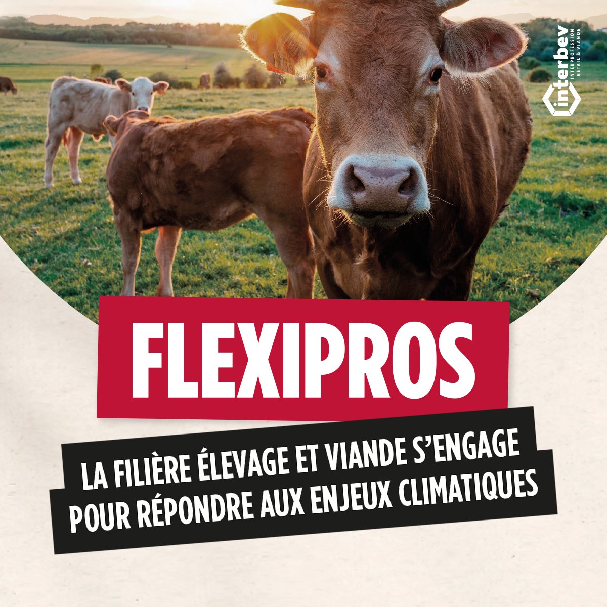 Interbev_fr's tweet image. 📰 #FLEXIPROS
À l&apos;approche du #SIA2023, INTERBEV fait le point sur les actions concrètes mises en place au sein de la filière #Elevage et #Viande, en faveur du #DéveloppementDurable.
📨 bit.ly/Flexipros-2
#RSO #PacteSociétal