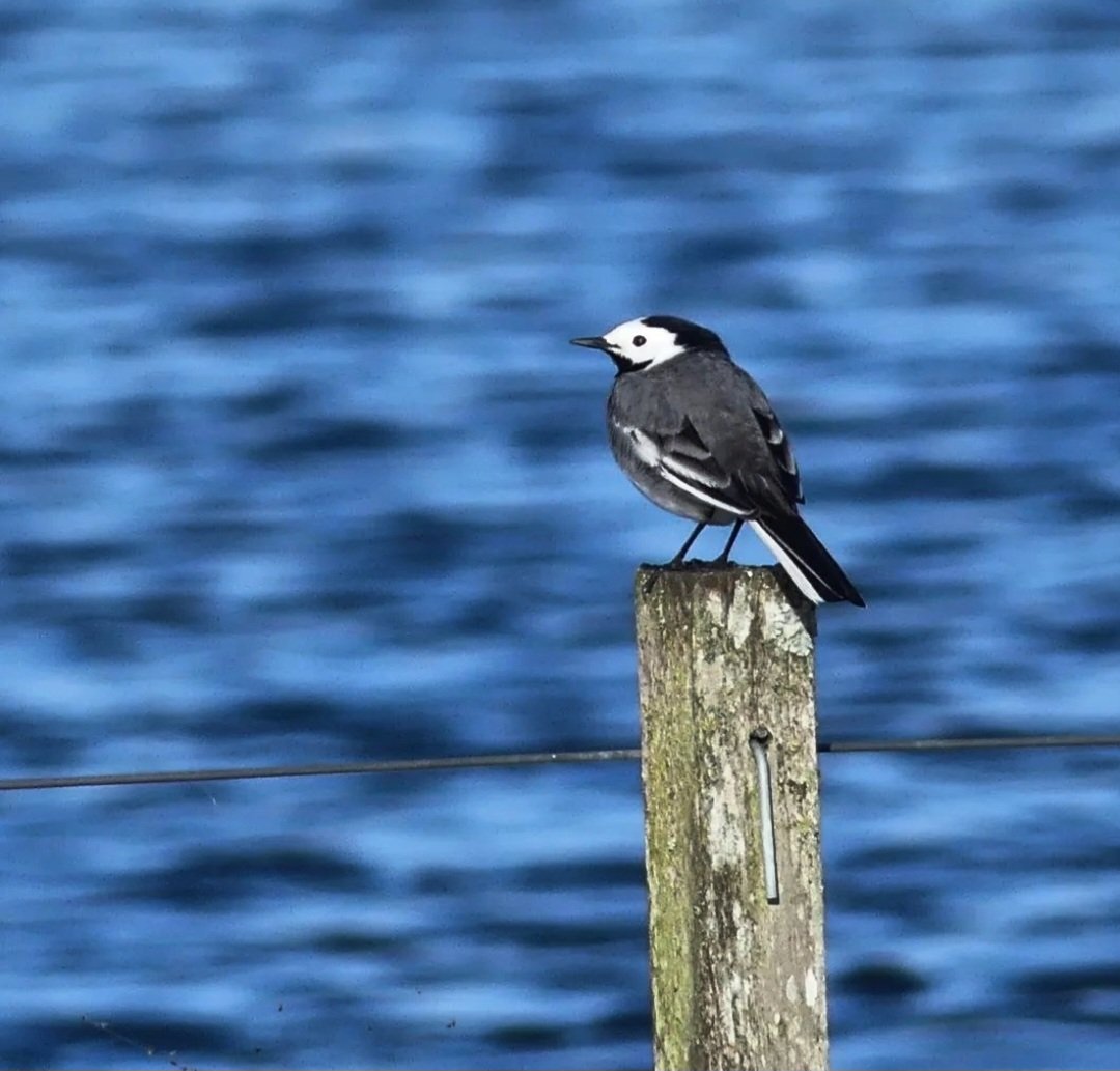 Greetje19's tweet image. #witte kwikstaart
#februarivogelmaand 
@wilma_meijerink