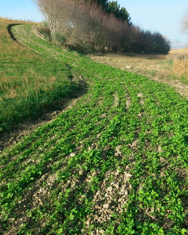 CITAAragon's tweet photo. (2/3)

🗓️Enero📸1⃣ ya podemos reconocer parte de las especies sembradas en noviembre. Muy abundantes las plantas de Eruca ,Rúcula, y Sinapis 💪 La siembra tiene muy buena pinta 😉

@LIFEprogramme 

#Lifeis30 https://t.co/5nrS3Qw4ZO