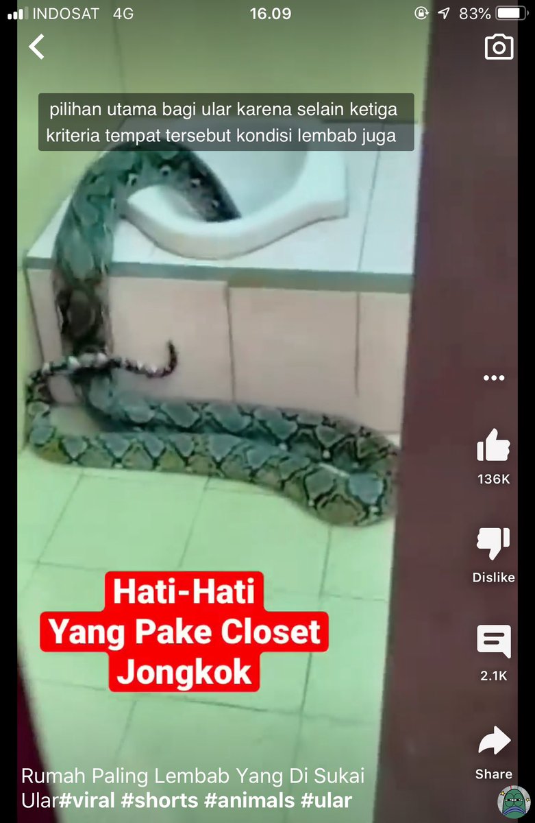 tanyarlfes's tweet photo. Tanyarl kemarin liat uler di plafon, lah ini liat lagi dia di closet wc 😭 https://t.co/FSWuJSYEzm