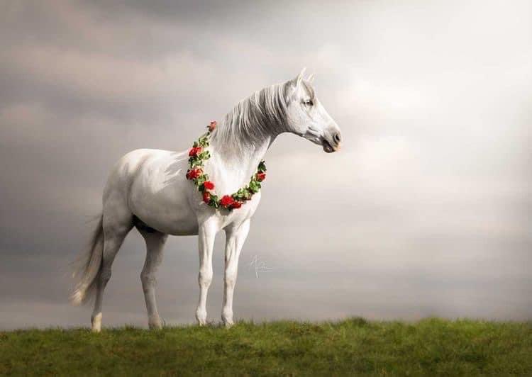 The Leadership Whisperers tweet media