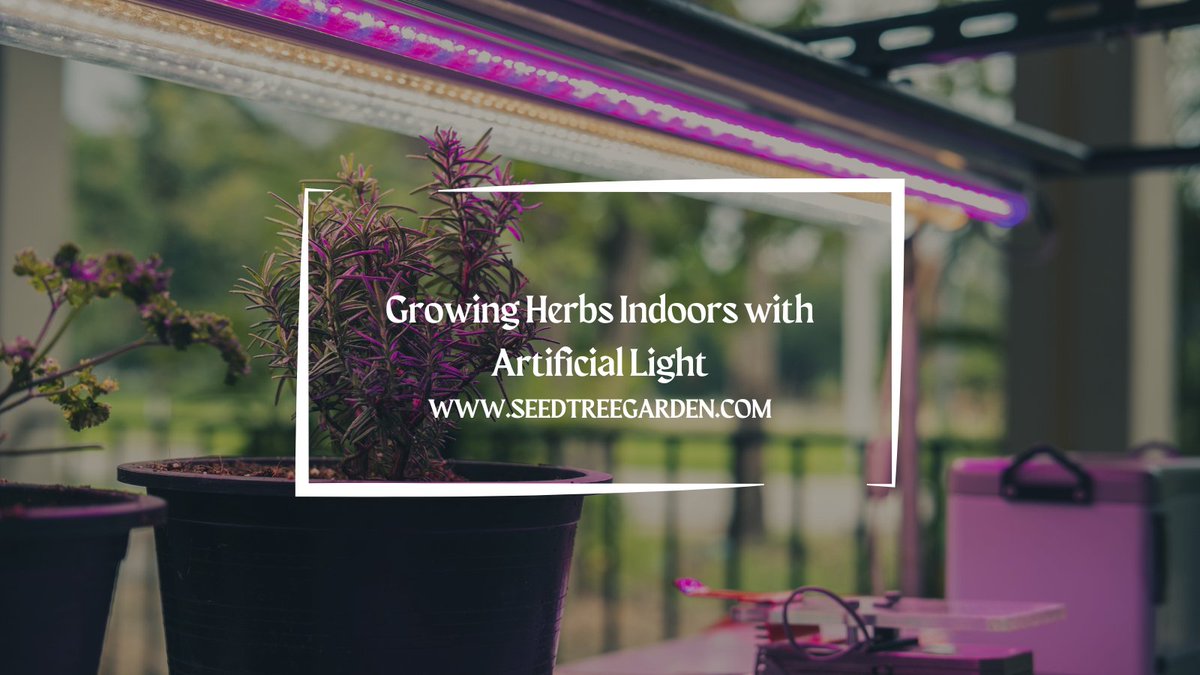 One of the best things about herbs is that they can be grown indoors with artificial light. This means that even if you don’t have a lot of space, you can still enjoy the benefits of fresh herbs.
seedtreegarden.com/vegetable-herb…