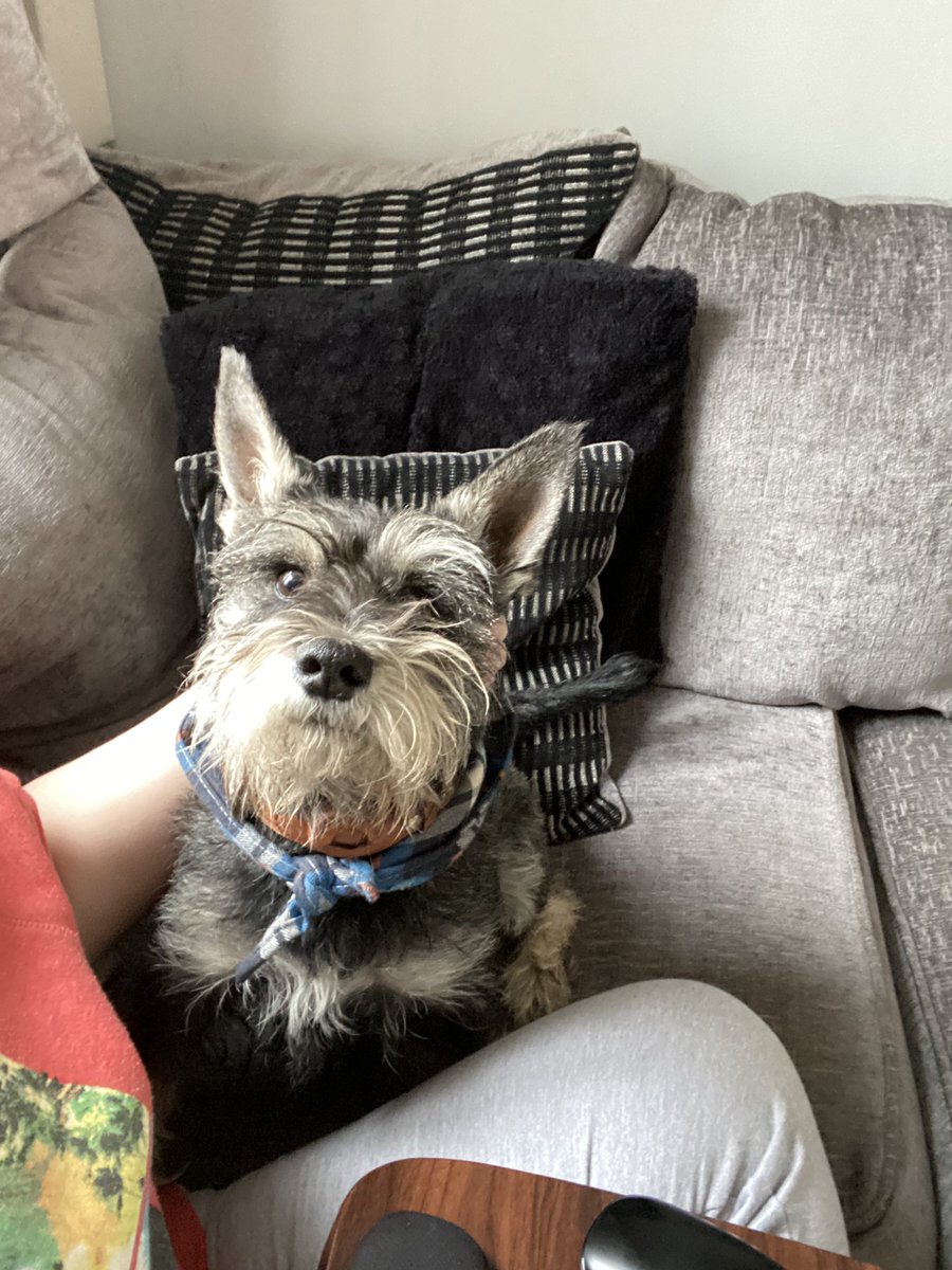 Beckah_Jade's tweet photo. Colleague for the day - Cooper the Schnauzer 🐶 https://t.co/5lG5xw5NjQ