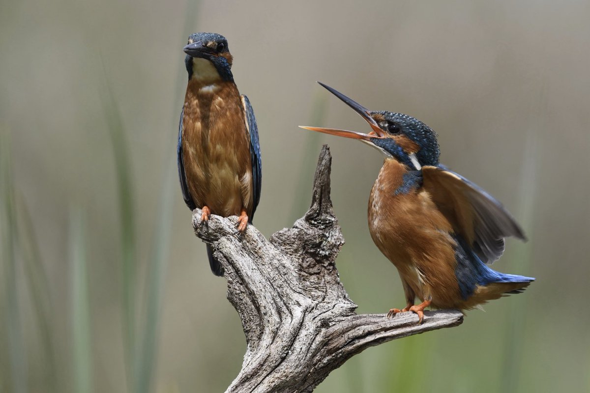 Happy Valentines Day ❤️                Who doesn’t love a kingfisher?