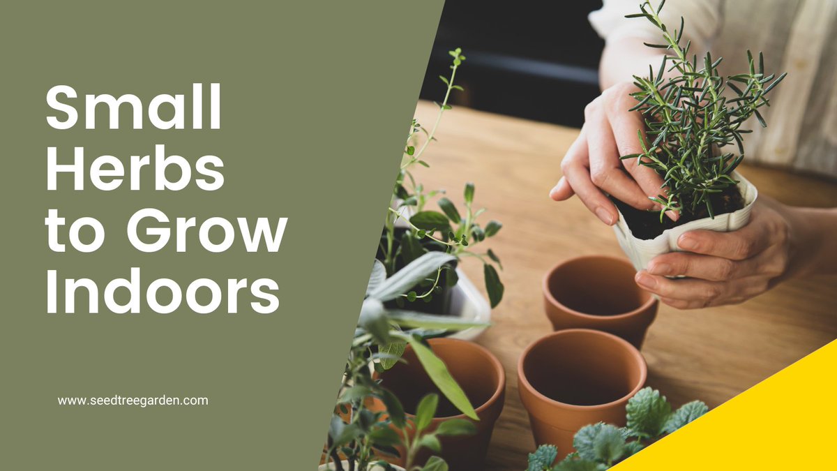 Growing your own herbs is a great way to add fresh, flavorful ingredients to your meals while also getting some exercise and fresh air. If you don’t have a lot of space, though, you might think that growing your own herbs is out of the question.
seedtreegarden.com/vegetable-herb…