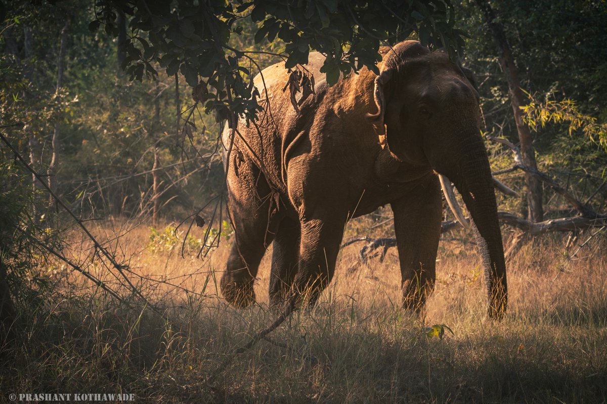 pkothavade's tweet photo. || Encounter with elephant ||
|| Bandhavgarh National Park ||
|| Jan 2023 ||
|| Gears: Fujifilm XT4 with Fujinon 100-400 Lens || https://t.co/ppyKExEC9c