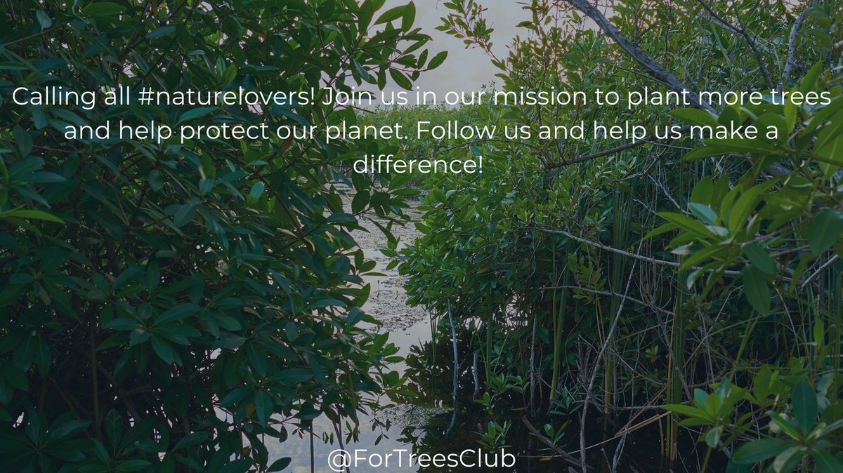 Are you ready to take action against climate change? Support our Blood for Trees program and save lives and the planet! 💉🌲 #ForTreesClub #GiveBack #HealthyPlanet'