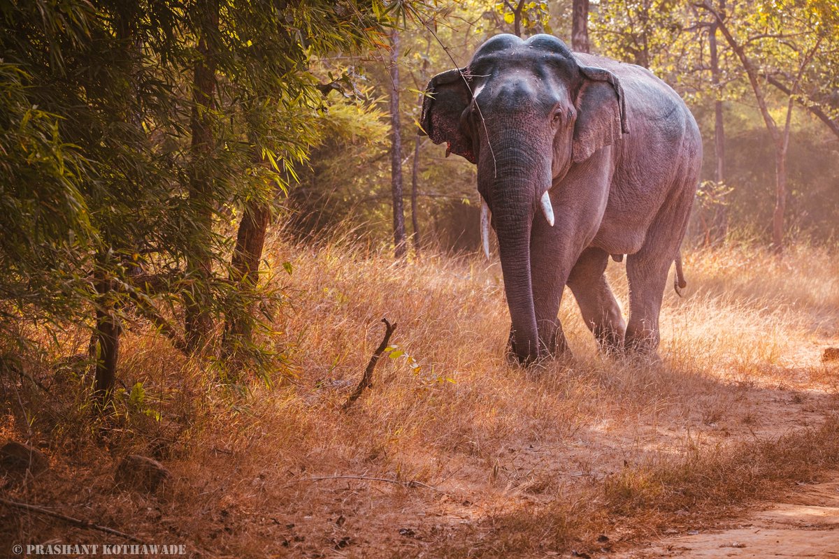 pkothavade's tweet photo. || Encounter with elephant ||
|| Bandhavgarh National Park ||
|| Jan 2023 ||
|| Gears: Fujifilm XT4 with Fujinon 100-400 Lens || https://t.co/ppyKExEC9c