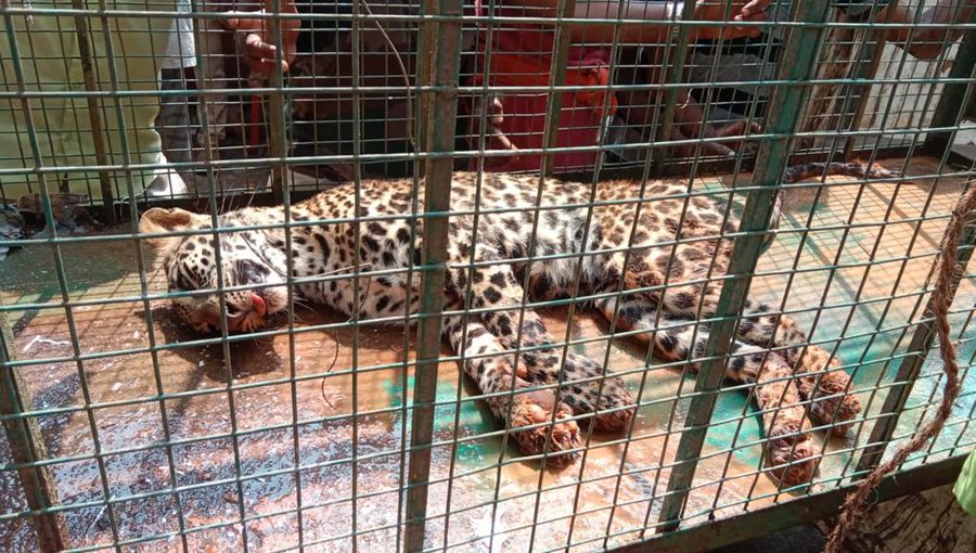 Watch: Karnataka vet performs daring rescue of leopard from a well | The News Minute