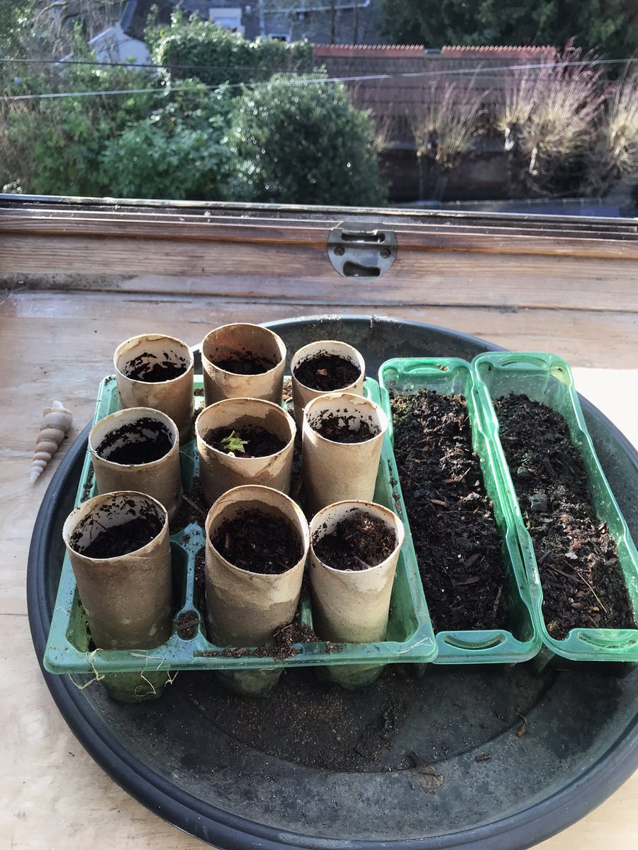 First sprout of life in my windowsill plant nursery. This is 2023’s first broad bean 🌱