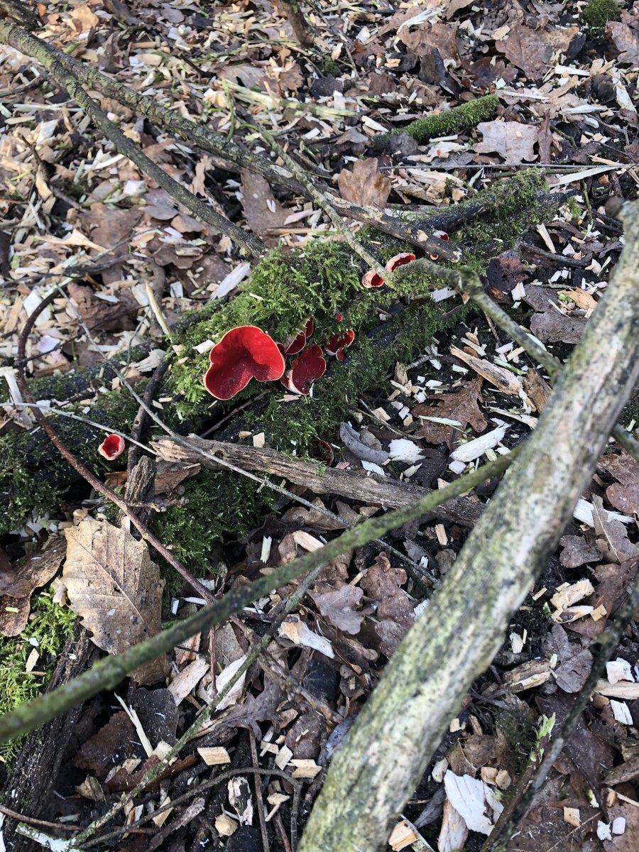 SteveHartshorn's tweet photo. Fungal growth seen on rotting wood today any idea what species this is ⁦@ChrisGPackham⁩ https://t.co/Ei9mcQLglS