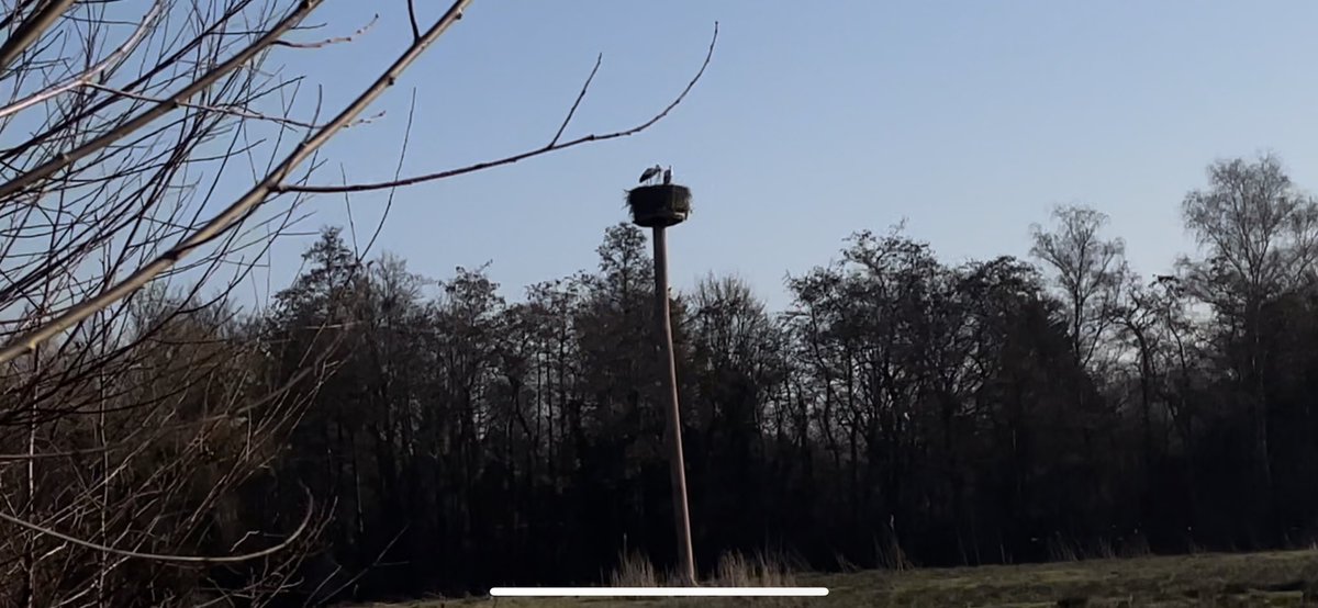 MatthijsRorije's tweet photo. ❤️wat romantisch op deze Valentijnsdag. Twee ooievaars die eeen nestje bouwen in Overschie! https://t.co/q6Vz0ulMRn